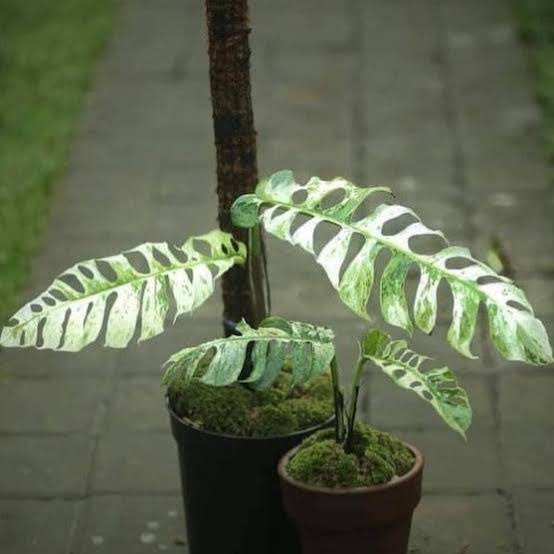 Epipremnum sp Bali Hanoman (medium sized jiffy plant)