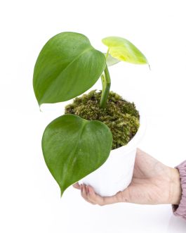 Philodendron Microstictum (jiffy sized plant)