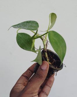 Philodendron Microstictum (jiffy sized plant)