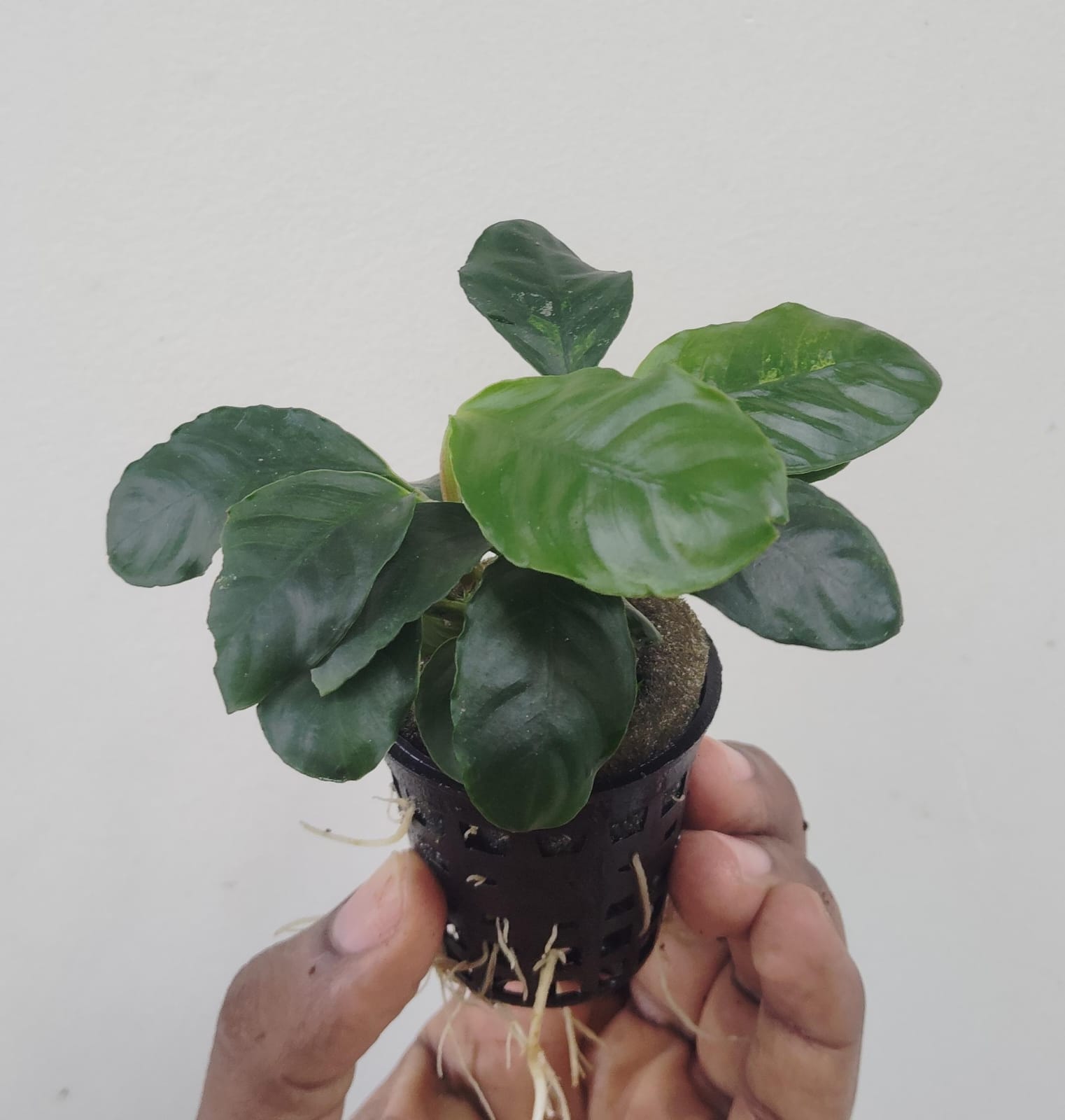 Anubias Coffeefolia (single plant large pot) - Image 5