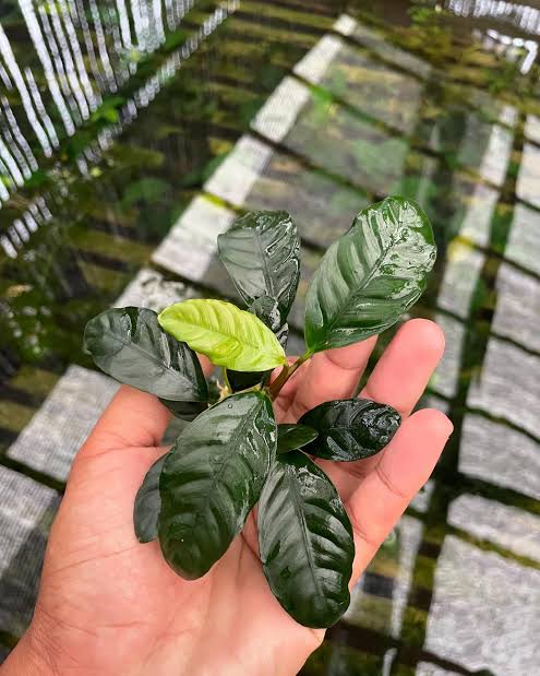 Anubias Coffeefolia (single plant large pot) - Image 4