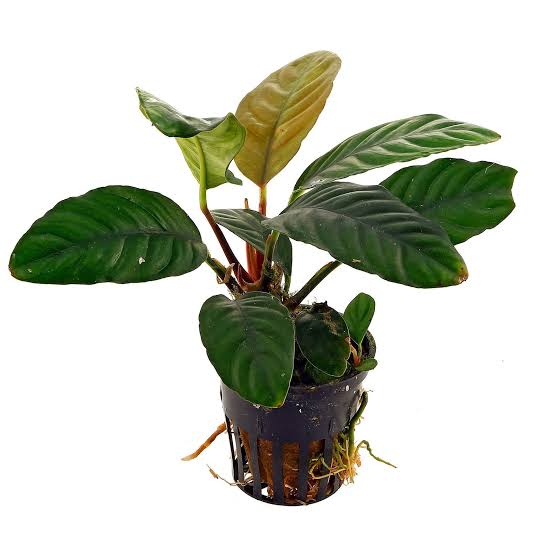 Anubias Coffeefolia (single plant large pot)