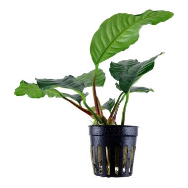 Anubias Coffeefolia (single plant large pot) - Image 3