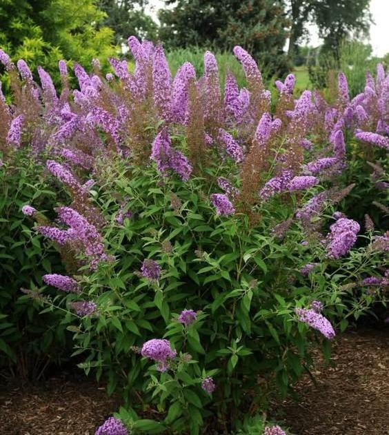 Butterfly bush (single plant) - Image 4