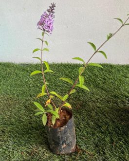 Butterfly bush (single plant)