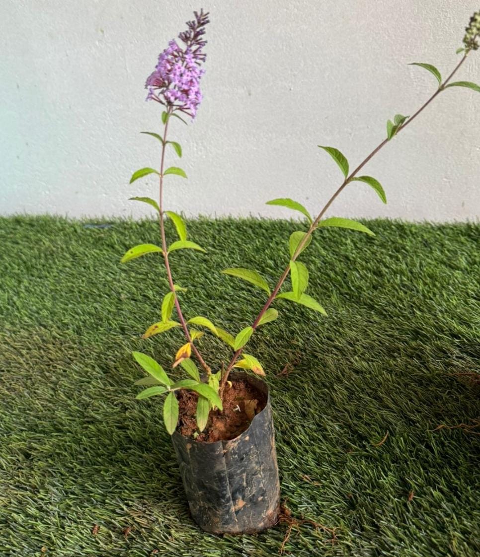 Butterfly bush (single plant) - Image 2