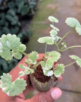 Varigated ground ivy (jiffy sized)
