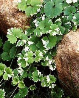 Varigated ground ivy (jiffy sized)