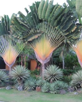 Madagascar Travelers Palm (single plant)
