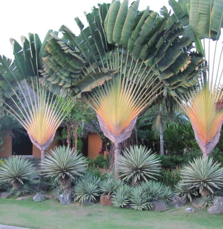 Madagascar Travelers Palm (single plant)
