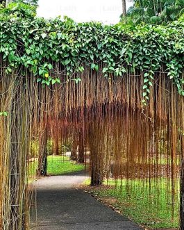 Prince vine (single plant)