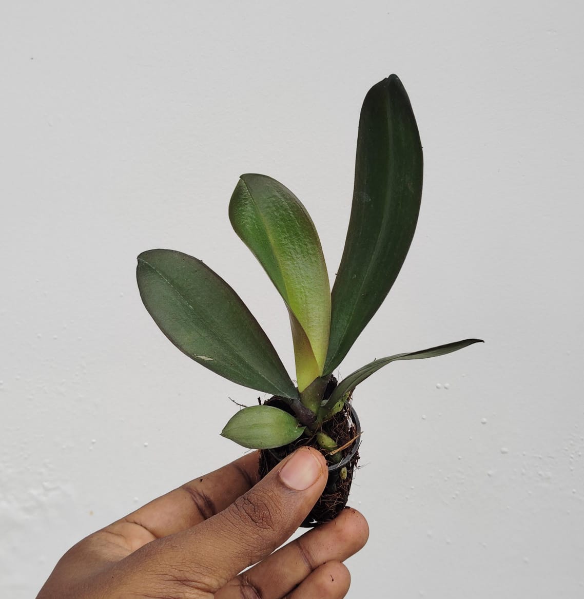 Phalaenopsis Love Day Orchid (single plant pot) - Image 3