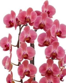 Phalaenopsis Love Day Orchid (single plant pot)