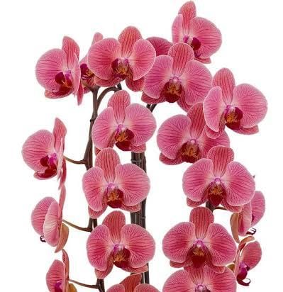 Phalaenopsis Love Day Orchid (single plant pot) - Image 2