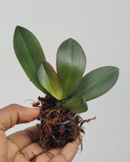 Phalaenopsis dragon dance orchids (single plant pot)