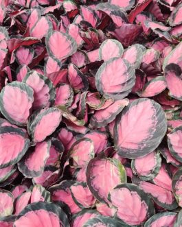 Calathea Rusco (large plant pot)