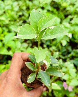 Bougainvillea- silvery varigated leaves and purple flower (single plant pot)
