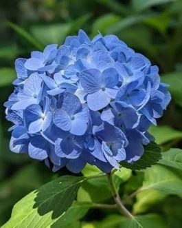 Dwarf Hydrangea Blue (single plant pot)