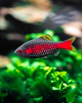 Odessa Barb ( 4 pcs)