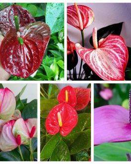 Anthurium combo (5 colour)