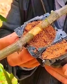 Rooting ball- small sized- 2 inch (single piece)