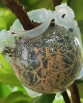 Rooting ball- small sized- 2 inch (single piece)