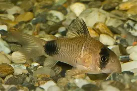 Panda corydora ( 6 pcs) - Image 5