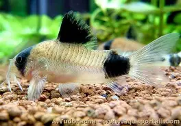 Panda corydora ( 6 pcs) - Image 6