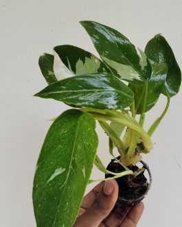 Philodendron White Princess (single plant)
