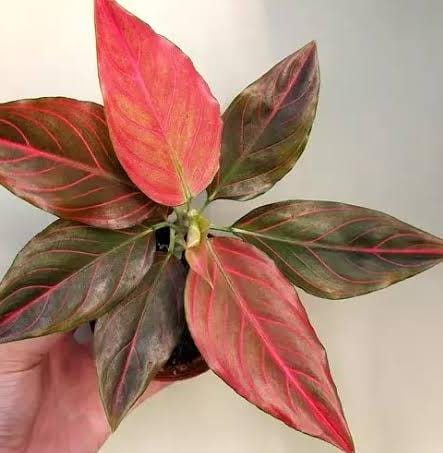 Agalonema red wine (small plant pot) - Image 5