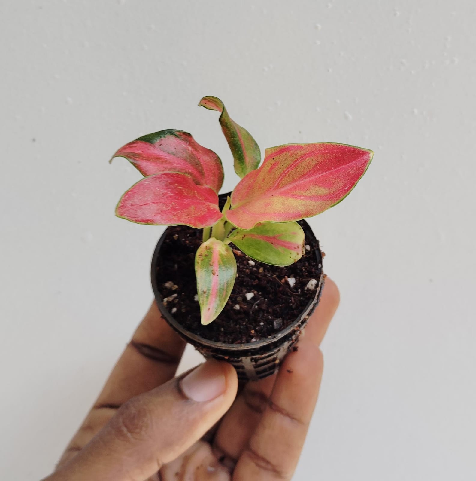 Agalonema red wine (small plant pot) - Image 6