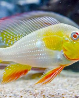 Albino Heckelii 2 inch sized ( 4 pcs)