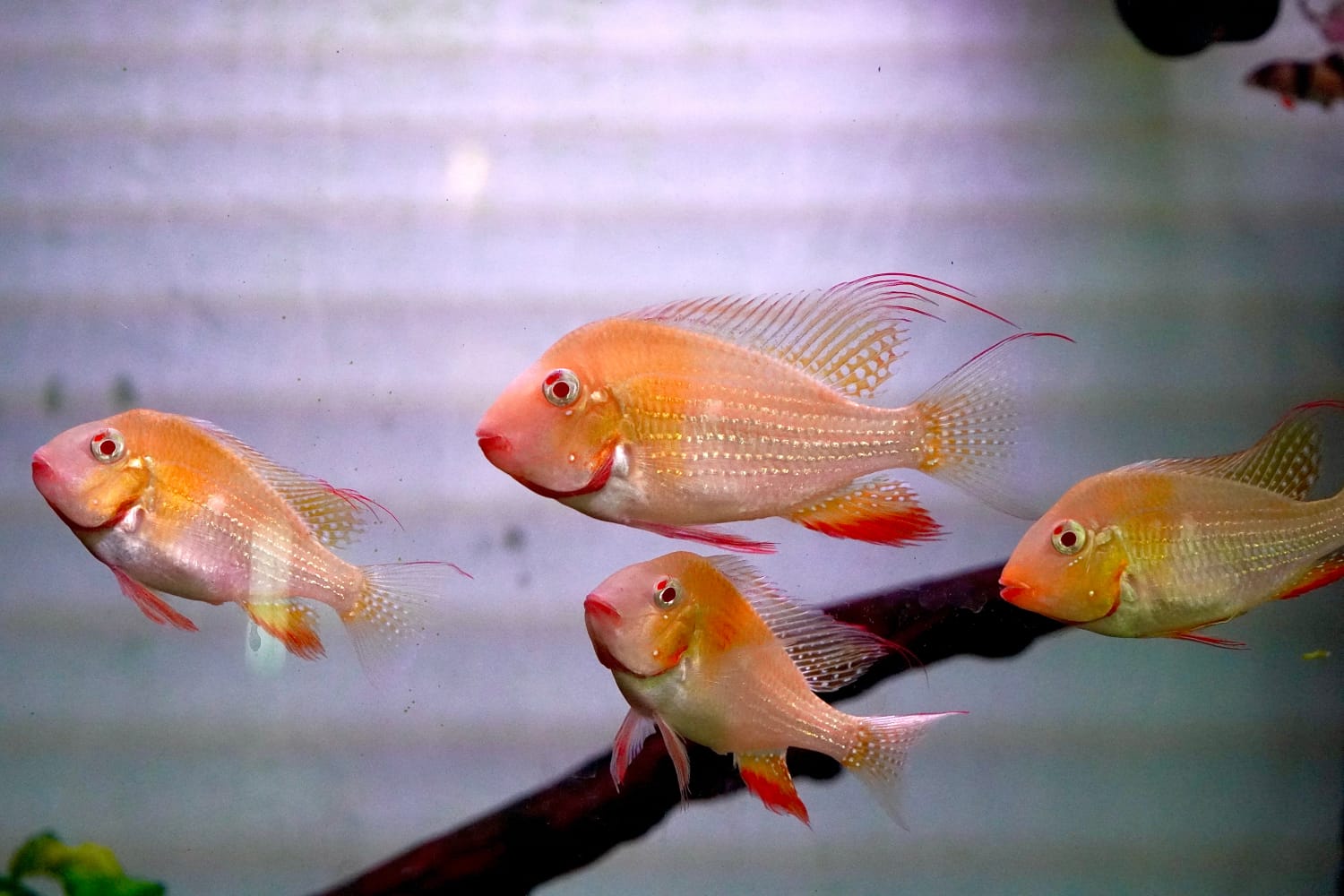 Albino Heckelii 2 inch sized ( 4 pcs) - Image 3