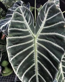 Alocasia Grandis (jiffy sized plant)