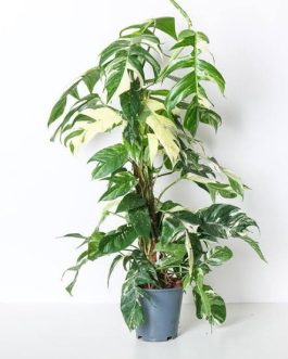 Varigated Dragon tail monstera/Epipremnum Pinnatum Variegated (single plant pot)