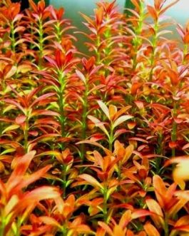 Jumbo sized TC cup- Rotala sunset (Tissue culture cup)