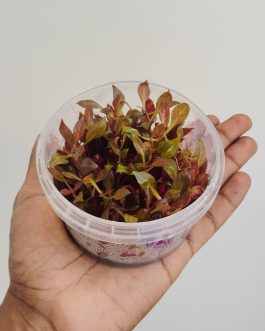 Jumbo sized TC cup- Alternanthera Reineckii Variegated (Tissue culture cup)