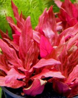 Jumbo sized TC cup- Alternanthera Reineckii Variegated (Tissue culture cup)