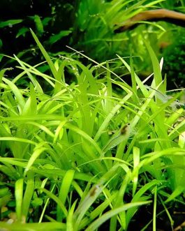 Jumbo sized TC cup- Echinodorus Tenellus Sp Broad Leaf green (Tissue culture cup)