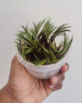 Jumbo sized TC cup- Eriocaulon quinquangulare Red (Tissue culture cup)
