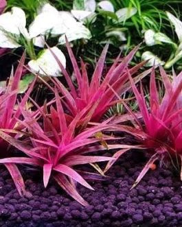 Jumbo sized TC cup- Eriocaulon quinquangulare Red (Tissue culture cup)