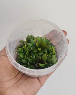 Jumbo sized TC cup- Samolus Parviflorus Red (Tissue culture cup)