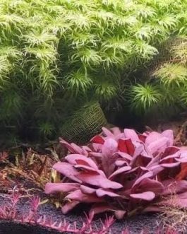 Jumbo sized TC cup- Samolus Parviflorus Red (Tissue culture cup)