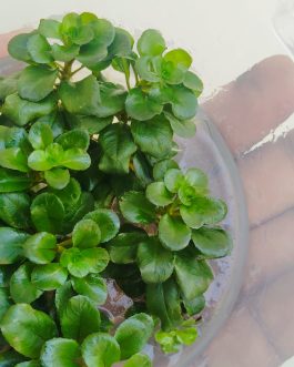 Jumbo sized TC cup- Ludwigia Sphaerocarpa (Tissue culture cup)