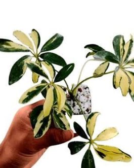 Schefflera Variegated (small plant pot)