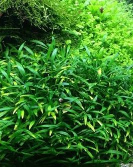 Jumbo sized TC cup- Cryptocoryne willisii (Tissue Culture cup)