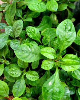 Dwarf copperleaf spinach/Ponnanganni cheera ( 7 rooted stems-edible)