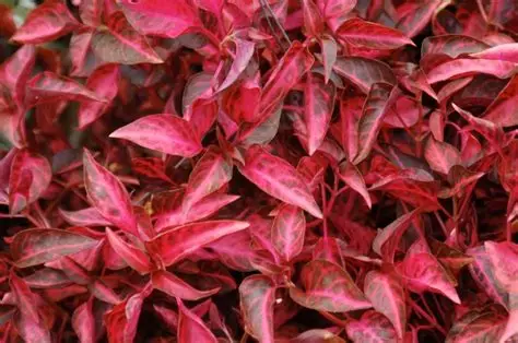 Alternanthera mixed stems combo ( grenadine, green, dentata ) total 10 stems - Image 4