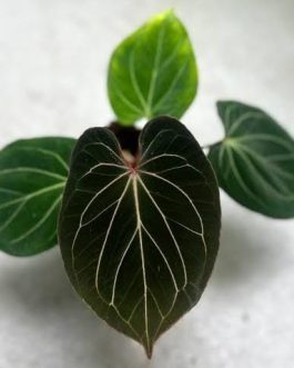 Anthurium King of Spades (jiffy sized)