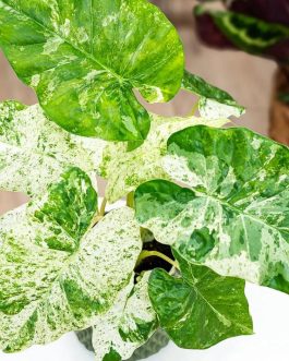 Alocasia macrorrhizos Camouflage (jiffy sized)